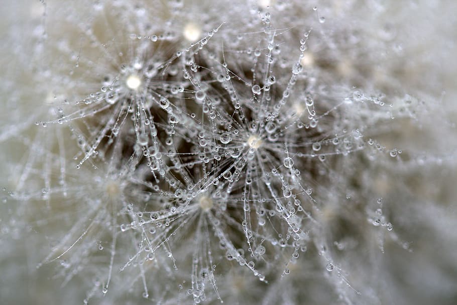 dandelion, drops, wet, macro, plant, water, fragility, backgrounds HD wallpaper