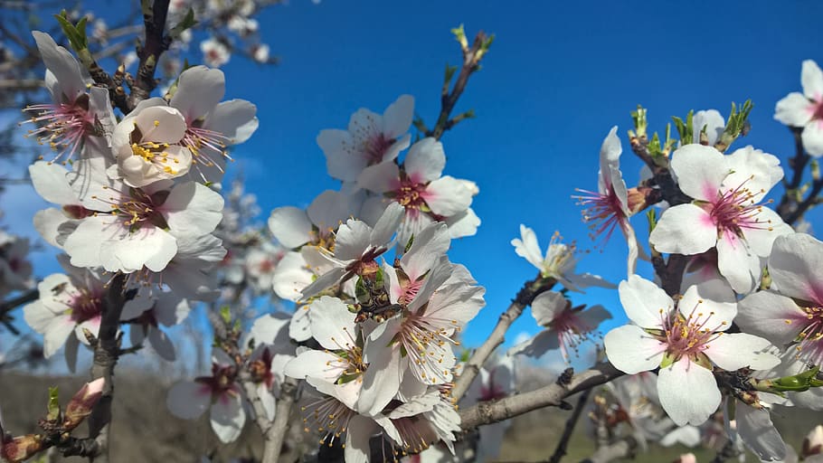 spring, almond, sky, flowering plant, fragility, freshness HD wallpaper