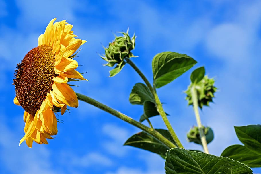 common sunflower during daytime, sun flower, flowers, colorful, HD wallpaper