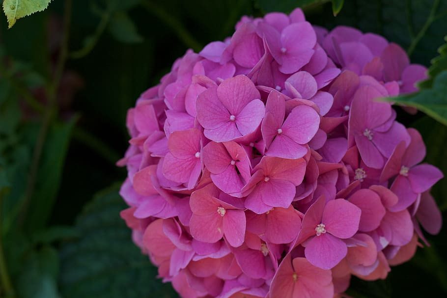 flower, nature, hydrangea, rose, summer, garden, petal, color HD wallpaper