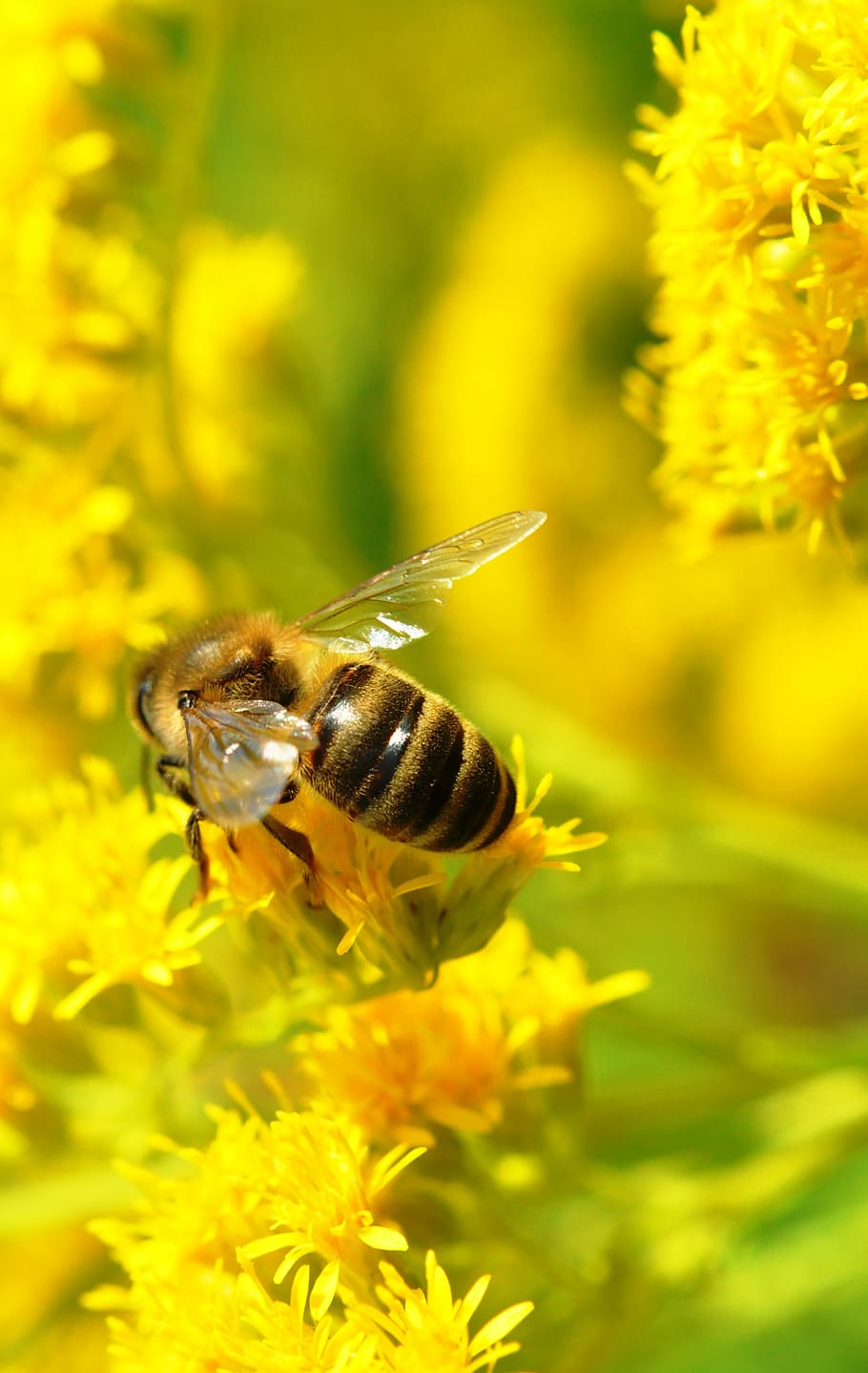 bee, macro, summer, animal themes, one animal, invertebrate HD wallpaper