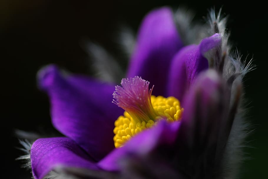 purple pasque flower selective-focus photo, pasqueflower, nature HD wallpaper