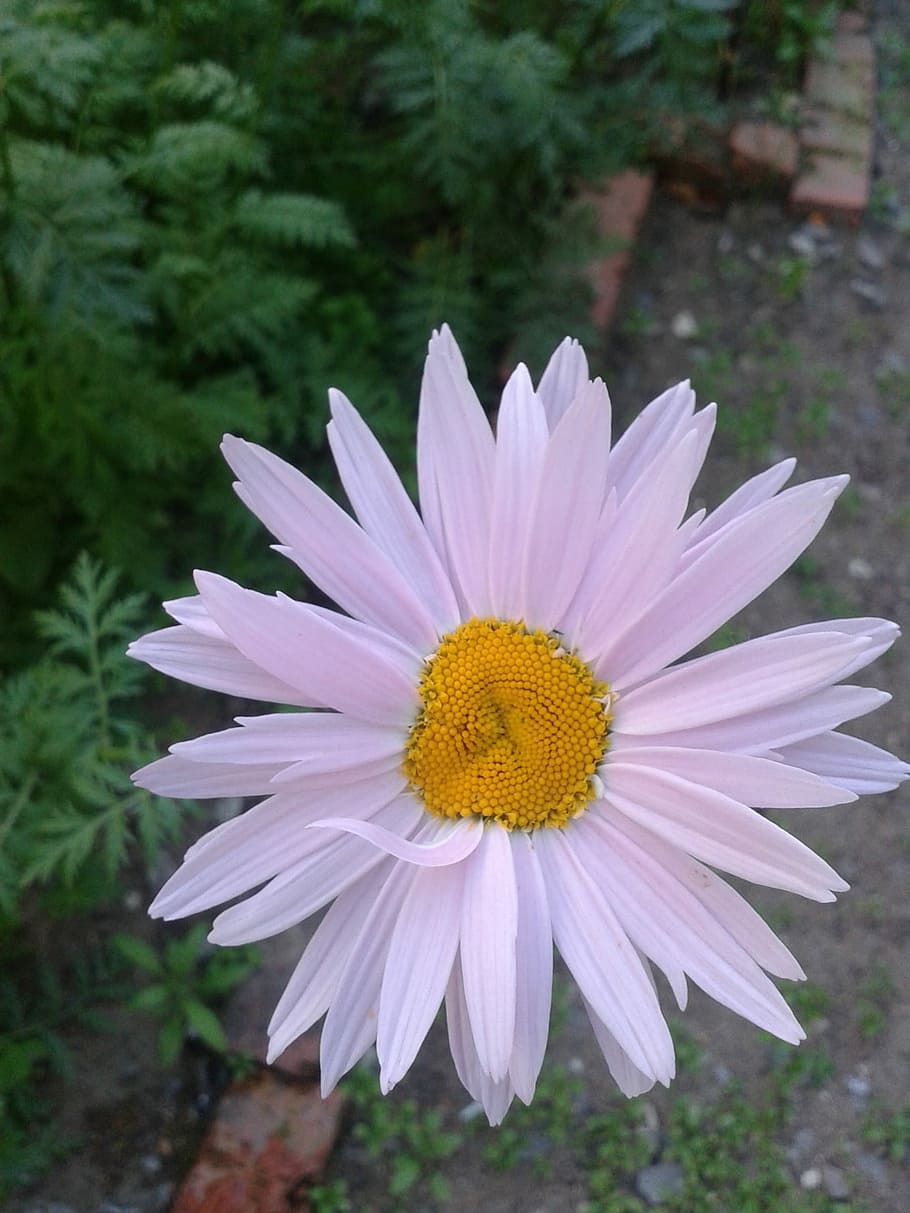 Flower, Nature, Plants, petal, flower head, fragility, outdoors HD wallpaper