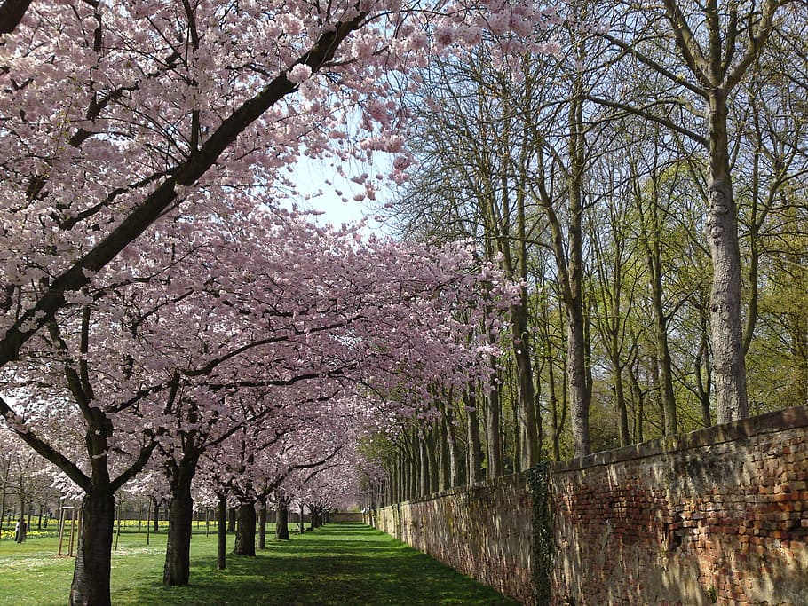 green grass field with cherry blossom trees, schlossgarten, landscape, HD wallpaper