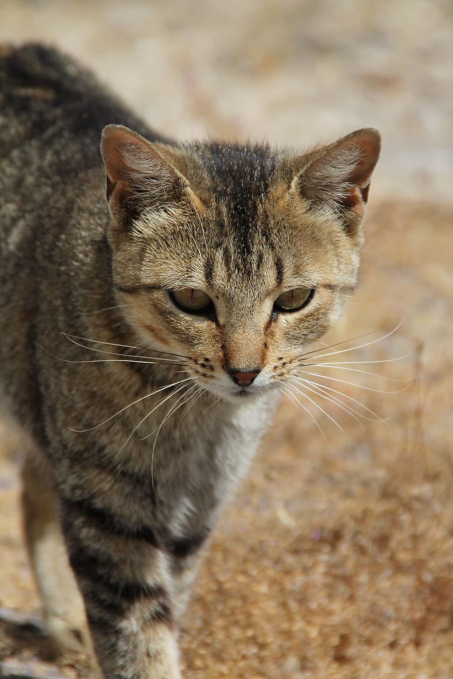 cat, pardo, animals, domestic, mammal, feline, animal themes HD wallpaper