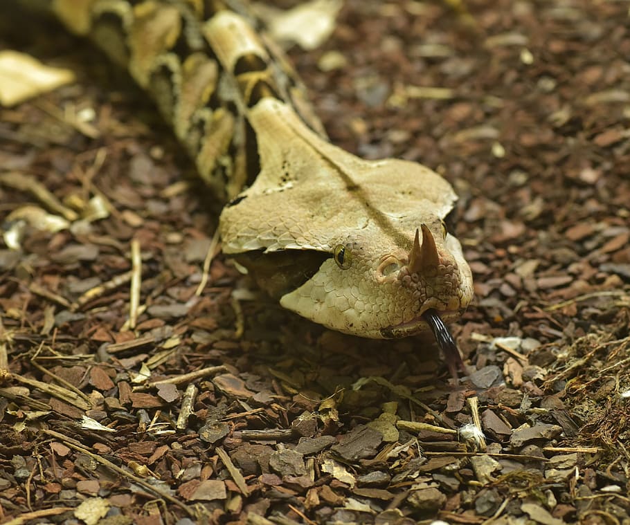 gabon viper, bitis gabonica, snake, toxic, reptile, dangerous, HD wallpaper
