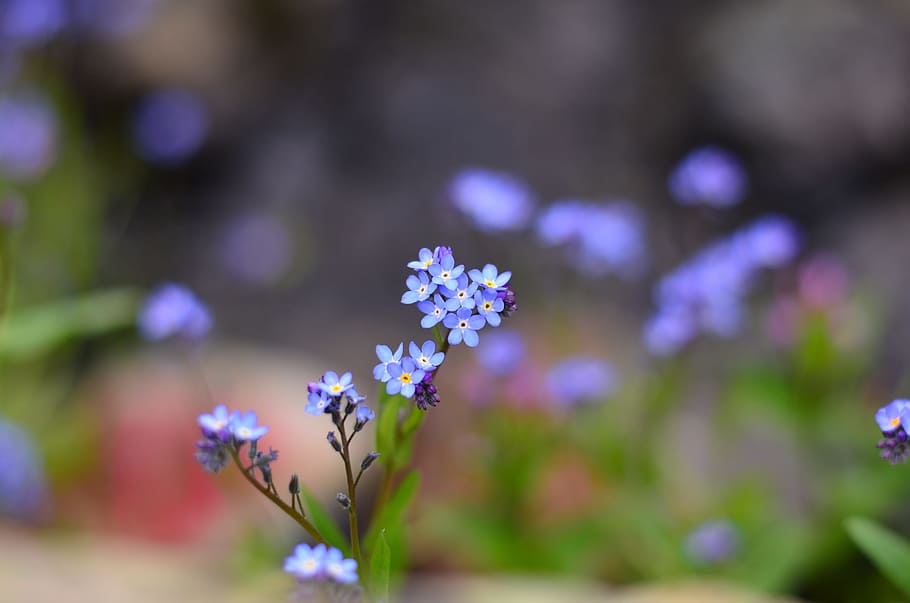 purple petal flower photo during daytime, nature, macro, green HD wallpaper