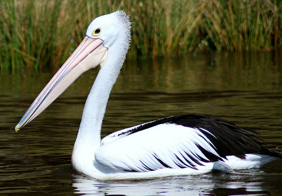 bird, feathers, river, water, pelican, wildlife, nature, animal HD wallpaper
