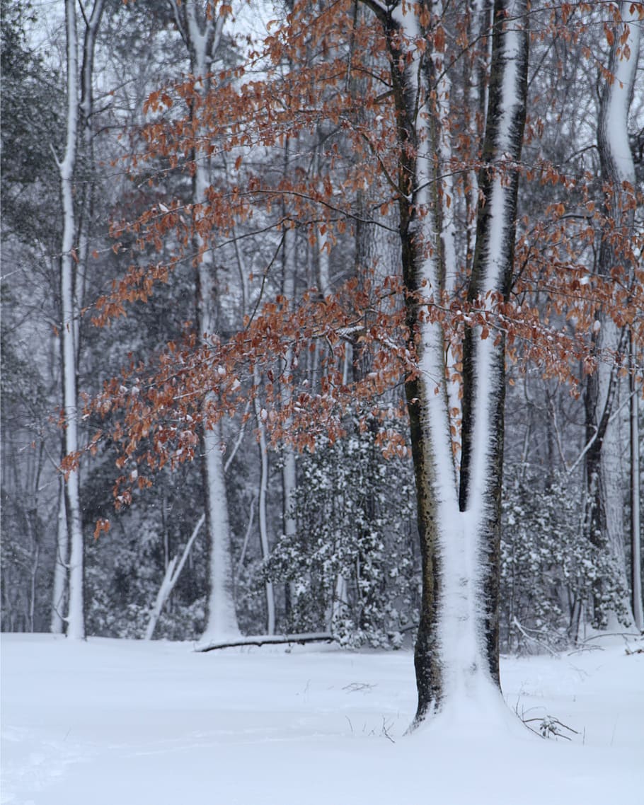 trees, winter, cold, snow, winter trees, landscape, forest HD wallpaper