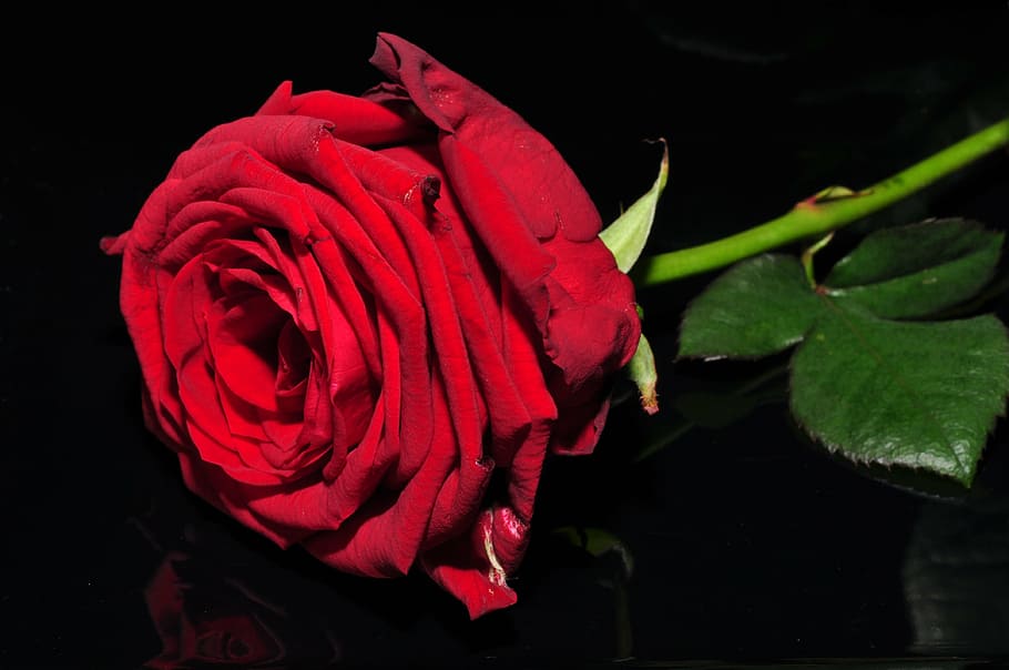 flower, red flower, ros, rose, rose - flower, vulnerability HD wallpaper