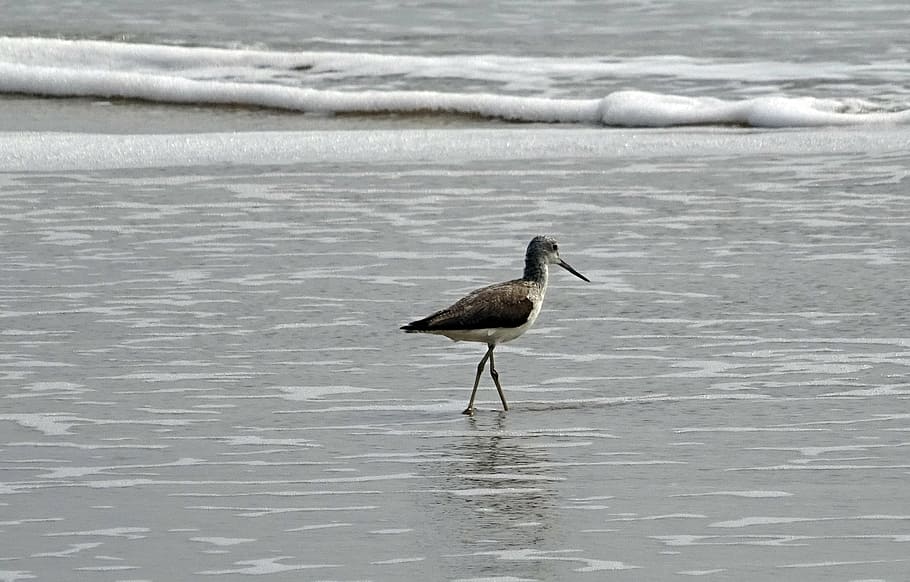 sanderling, bird, fauna, aves, avian, beach, sea, kumta, india, HD wallpaper