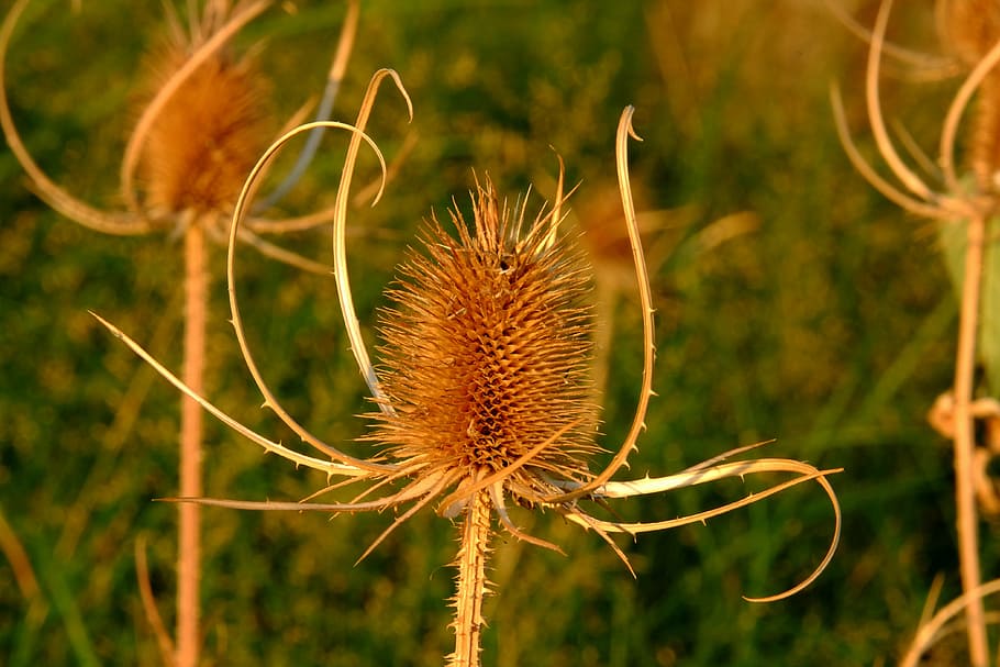 thistles, spur, macro, nature, summer, wild flower, prickly HD wallpaper