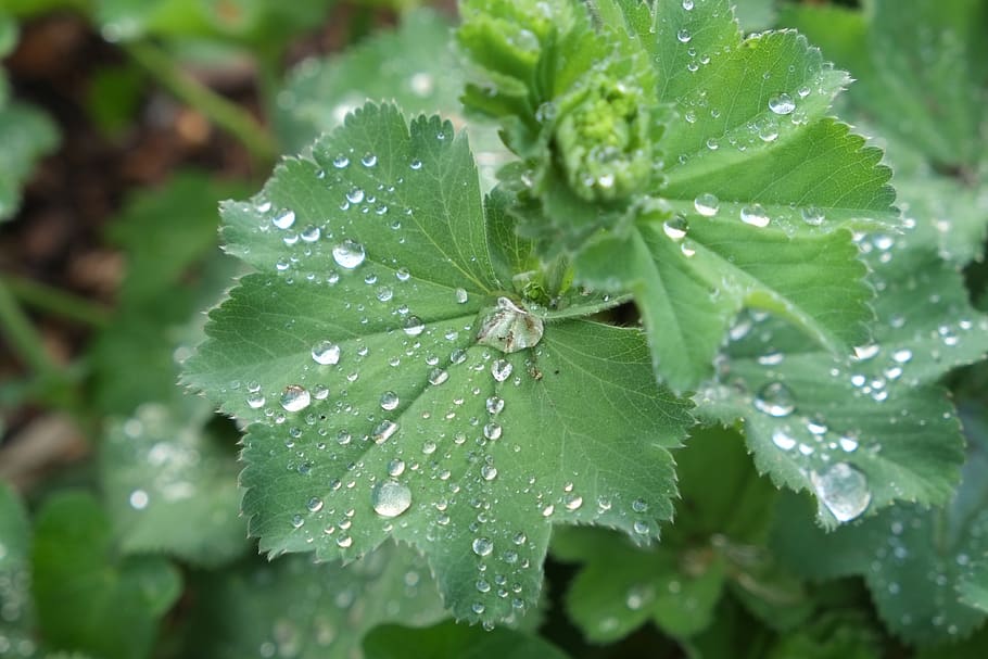 leaf with rain drops, plant, flower, water, wet, plant part HD wallpaper