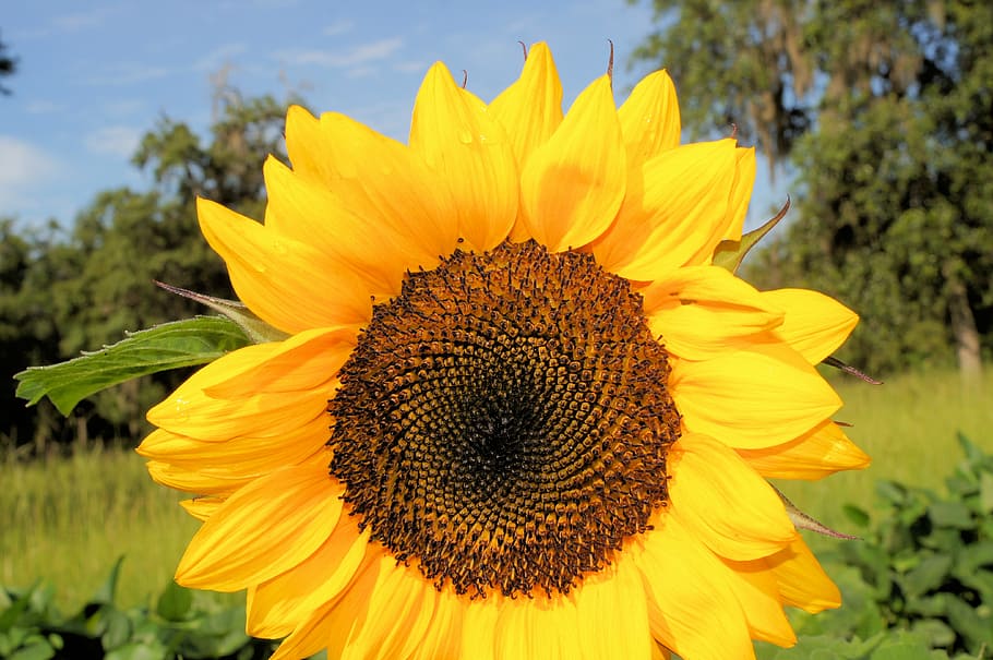 sunflower, yellow, sky, nature, summer, plant, blossom, agriculture HD wallpaper
