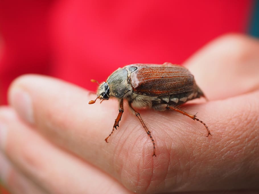 person holding brown beetle at daytime, maikäfer, animal, insect, HD wallpaper