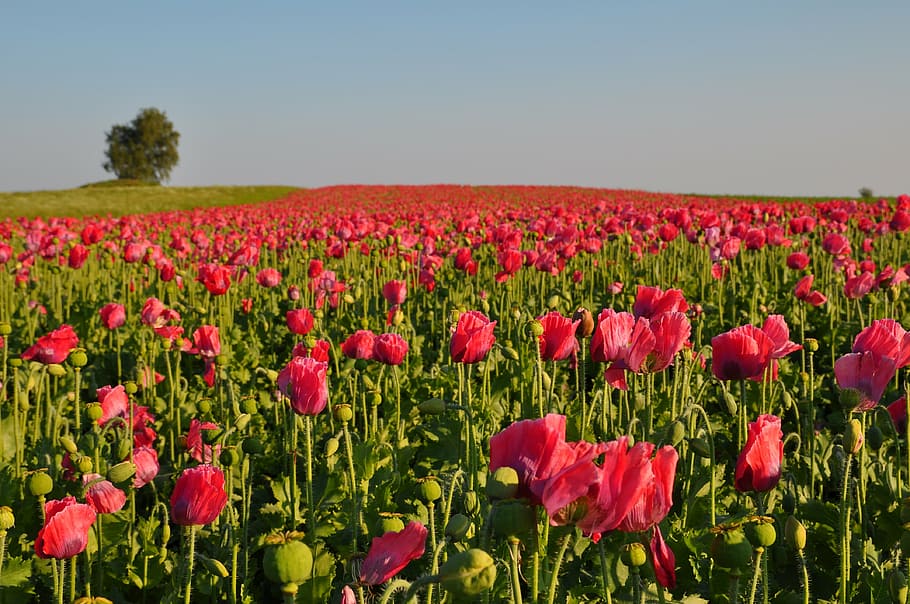 pink tulip field landscape photography at daytime, poppy, thriving mohnfeld, HD wallpaper