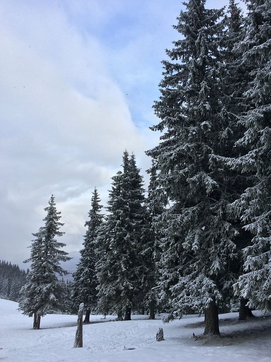landscape, winter, snow, sky, mountain, nature, trees, blizzard HD wallpaper