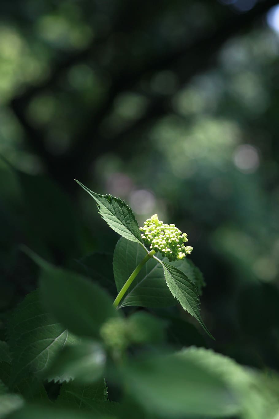 nature, leaf, plants, spring, vivid, bud, flowering, fresh medium HD wallpaper