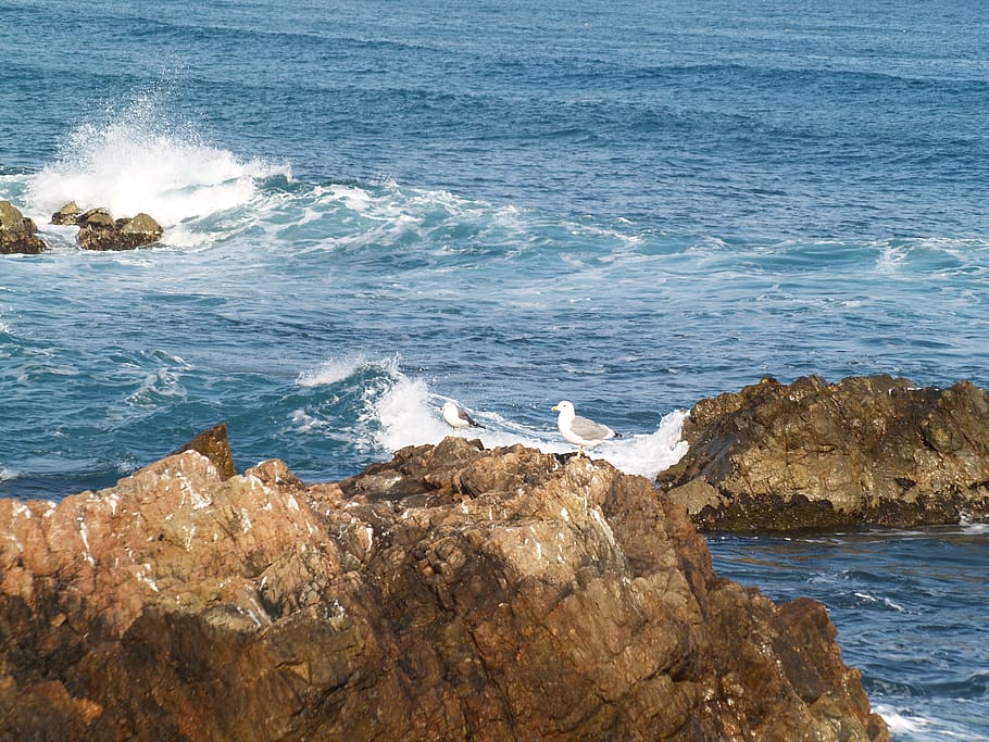 waves, winter, coastal, gangwon do, sea, water, rock, beauty in nature, HD wallpaper