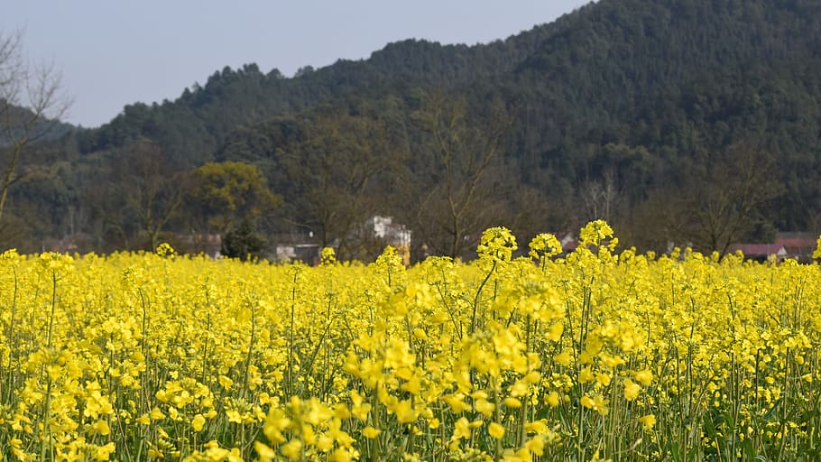 Golden Yellow, Rape, Spring, nature, oilseed Rape, flower, agriculture HD wallpaper