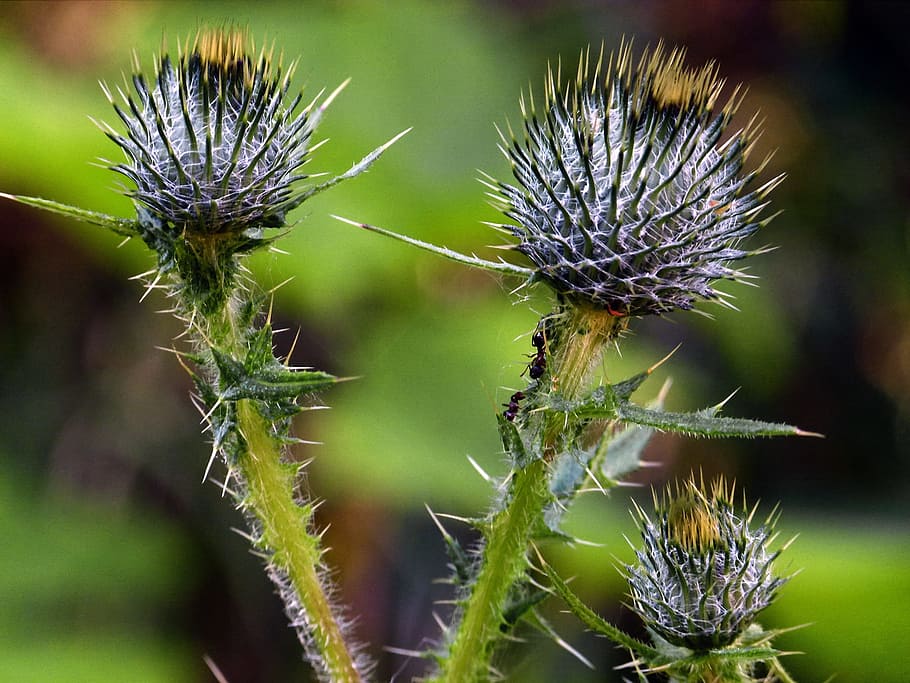 Thistle, Wildflower, Plant, Nature, wild plant, flora, floral HD wallpaper