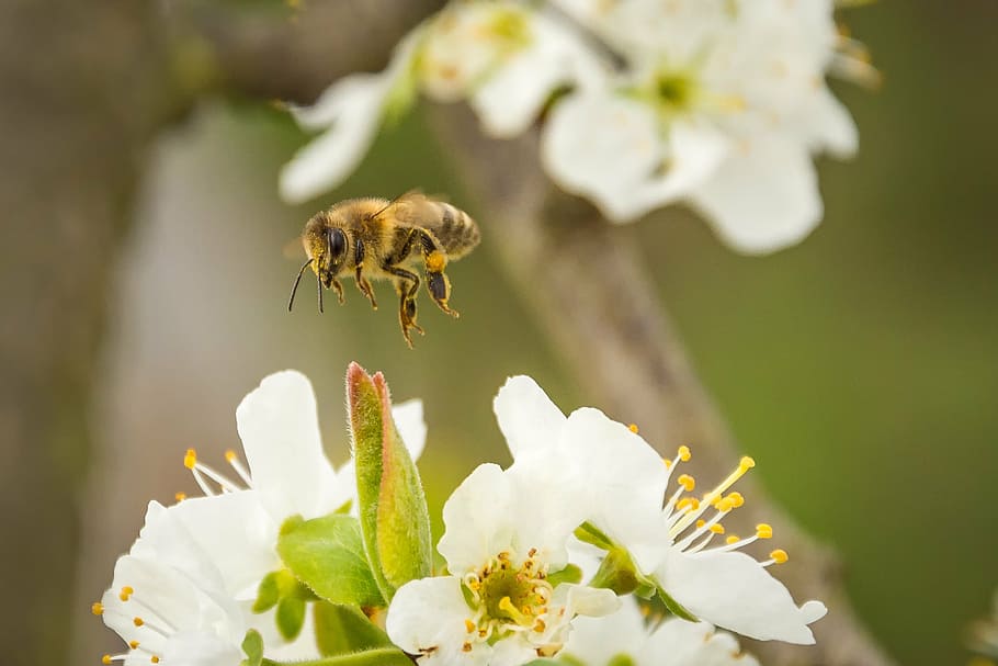 yellow and black bee flying on top of white flowers, honey bee HD wallpaper