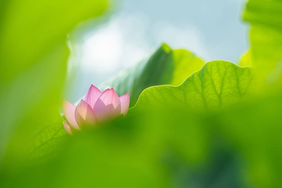 leaf, nature, flora, summer, garden, plant, flowering plant HD wallpaper
