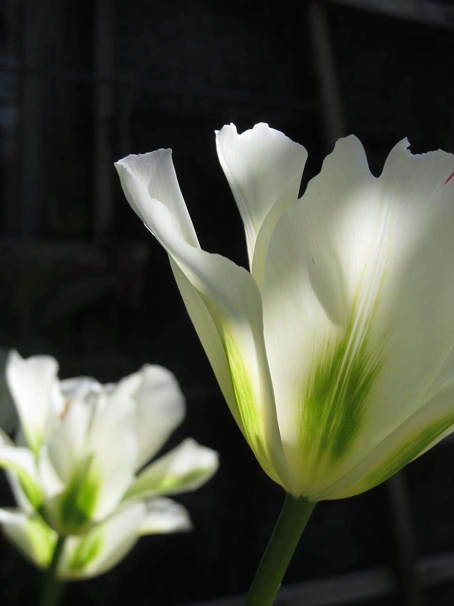 tulip, spring, spring flower, white, flowers, flowering plant HD wallpaper