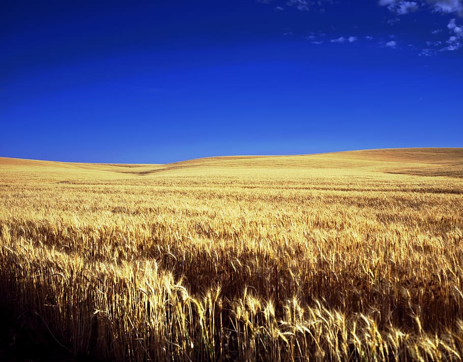 HD wallpaper: withered hay field during blue sky, kansas, farm, scenic ...