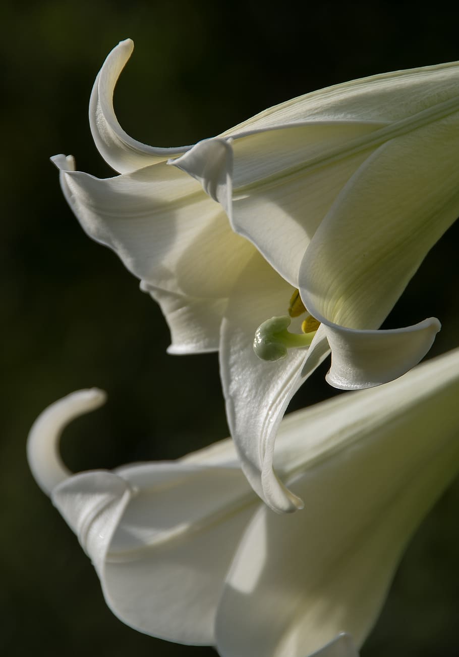 formosa lily, lilium formosanum, flower, bloom, white, garden, HD wallpaper