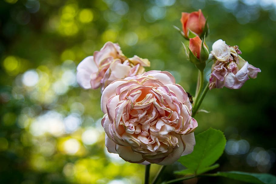 rose, bloom, blossom, flower, plant, pink, garden, bud, summer HD wallpaper