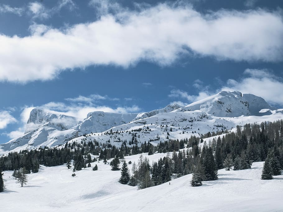 snow covered mountain and pine trees, trees surrounded with snow HD wallpaper
