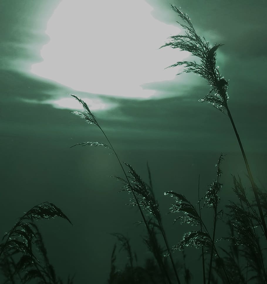 grasses, mystical, distorted, false color, green tint, landscape HD wallpaper