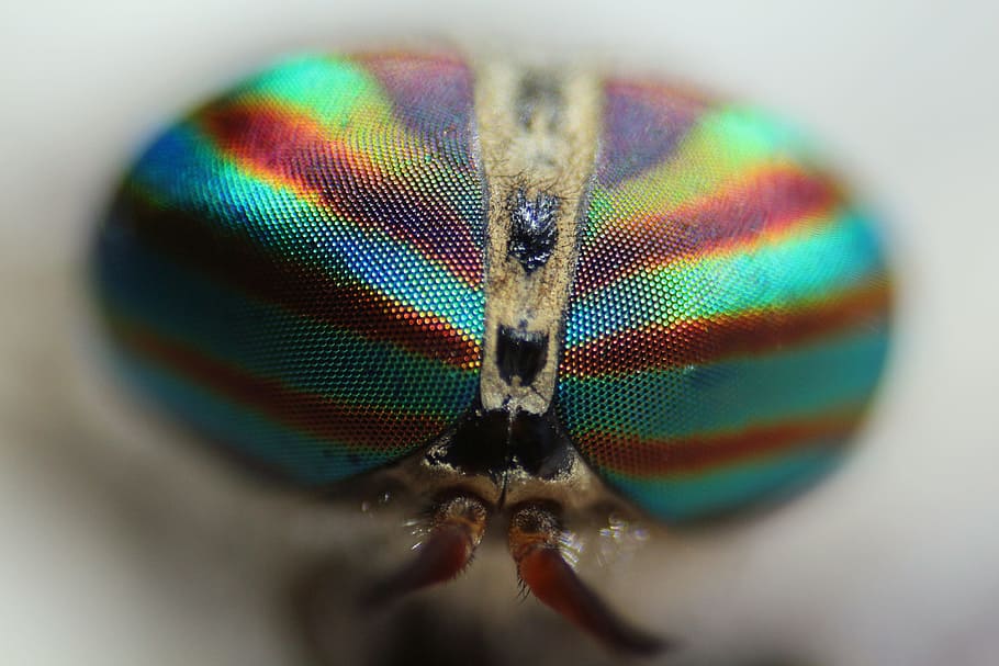 insect, fly, macro, eyes, nature, animal, perch, green, brown HD wallpaper