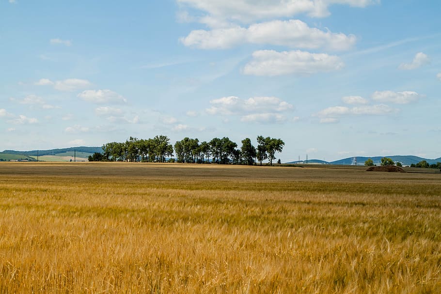 nature, trees, field, the sky, rye, a sunny day, country, landscape HD wallpaper