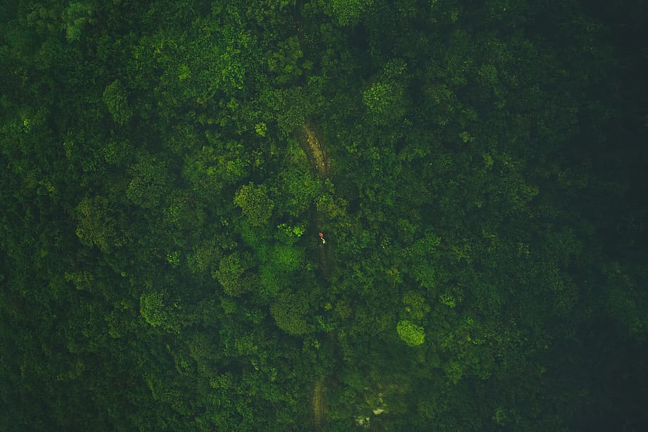 aerial view photography of forest, bird's eye view photography of green trees HD wallpaper