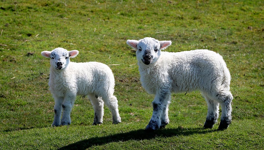 two white lamb standing on grass field, sheep, good, young HD wallpaper