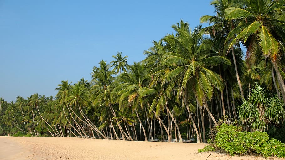landscape photo of palm trees, sand, beach, shore, coast, plant HD wallpaper