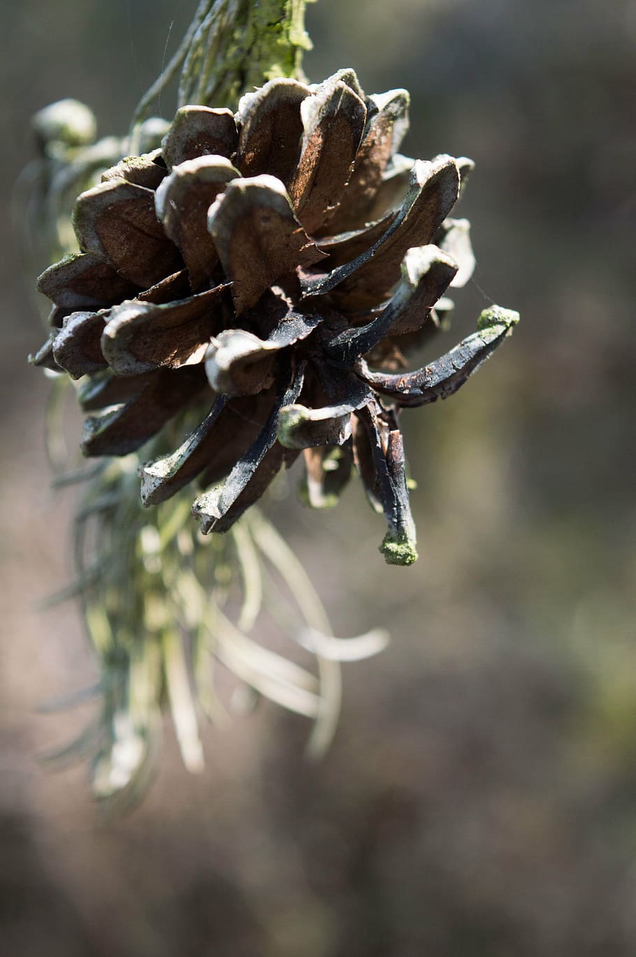 nature, close up, tree, plant, close-up, growth, focus on foreground HD wallpaper