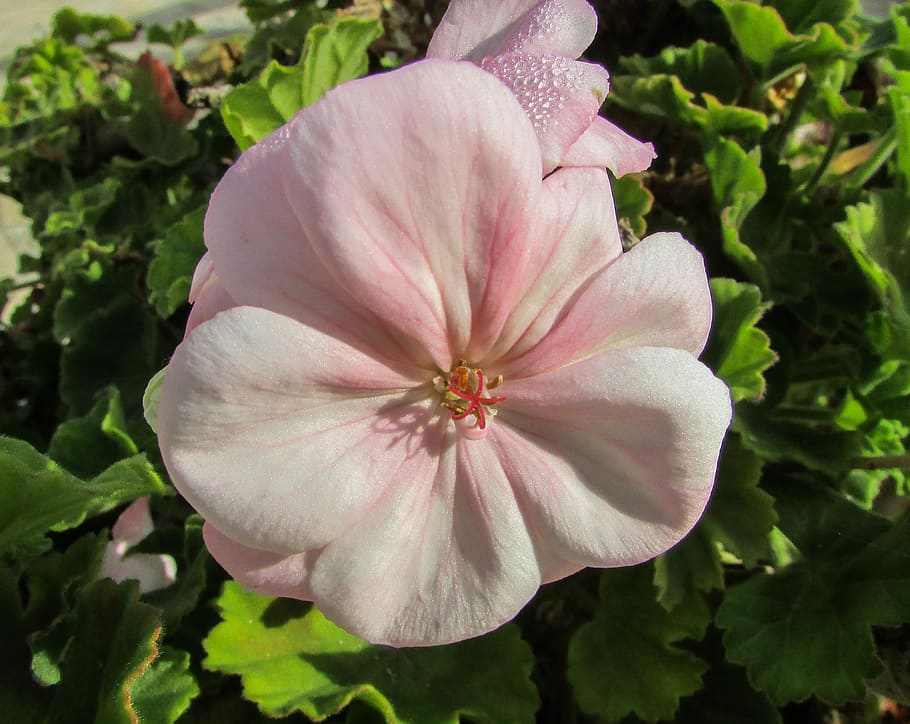 Geranium, Flower, Cyprus, Protaras, garden, pansies, plant HD wallpaper