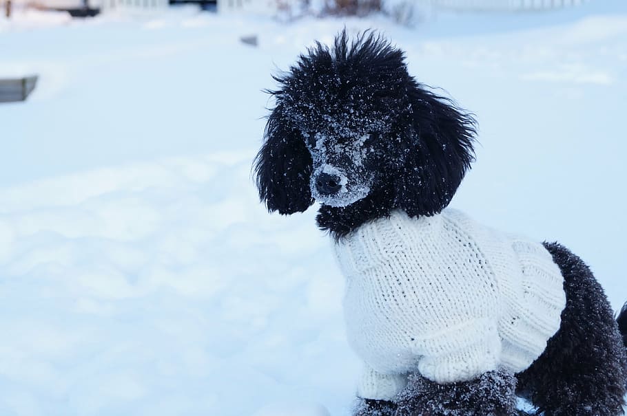 dog wearing white knit shirt, poodle, snow, sweater, pet, animal