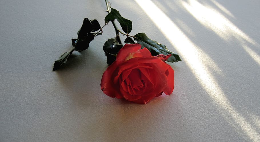 rose, red, blossom, bloom, flower, white, light, shadow, rose bloom HD wallpaper