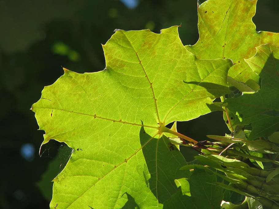 Maple Leaf, Green, Leaves, nature, green color, outdoors, close-up HD wallpaper