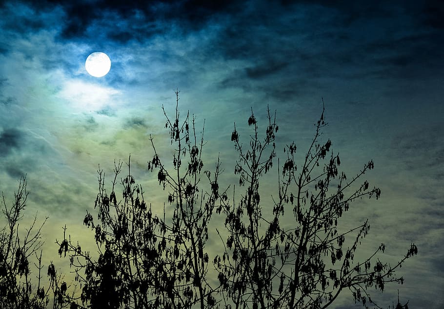 sky, forest, bush, clouds, tree, autumn, landscape, sun, moon HD wallpaper