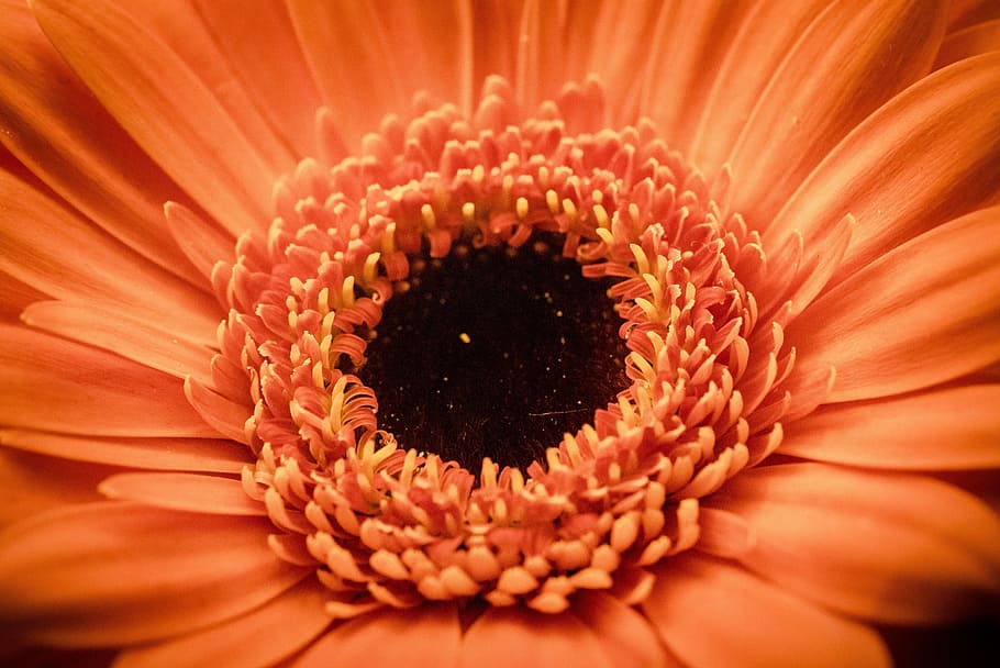 closeup of pink daisy flower, bloom, botanical, blossom, petal HD wallpaper