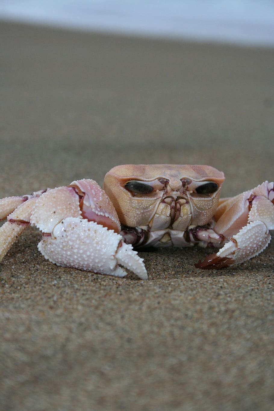 crab, sand, beach, ocean, crustacean, marine, claw, creature HD wallpaper