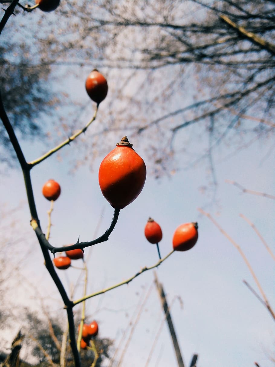 rose hip, sky, autumn, tree, blue sky, nature, golden autumn HD wallpaper