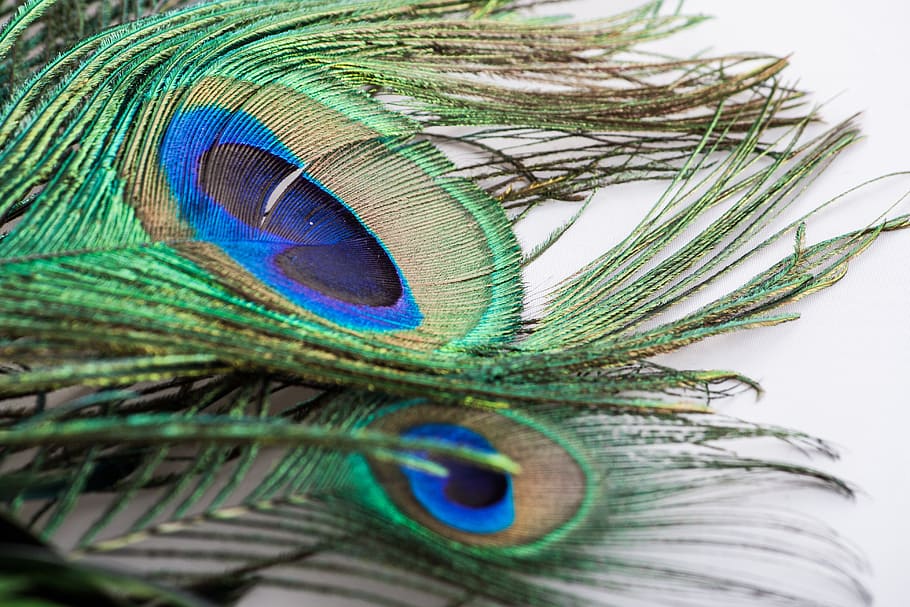 peacock feather, bird, green, nature, colorful, bright, animal HD wallpaper
