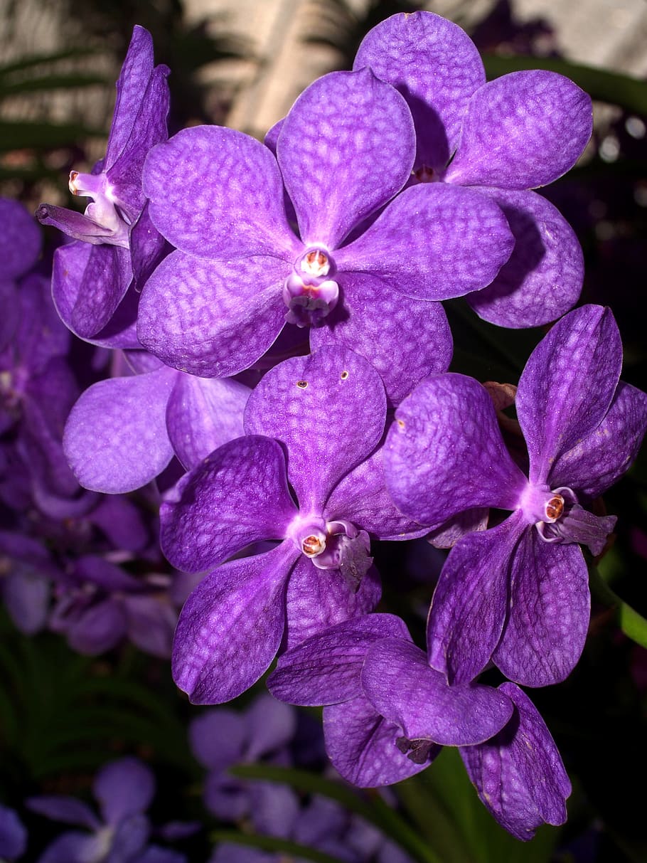 orchid, flower, bright, violet, flora, growth, decoration, bud, HD wallpaper