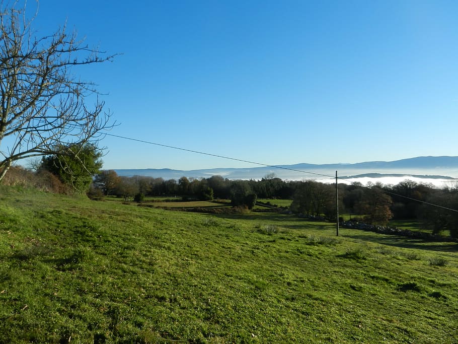 prado, fog, landscape, plant, sky, tree, tranquil scene, tranquility HD wallpaper